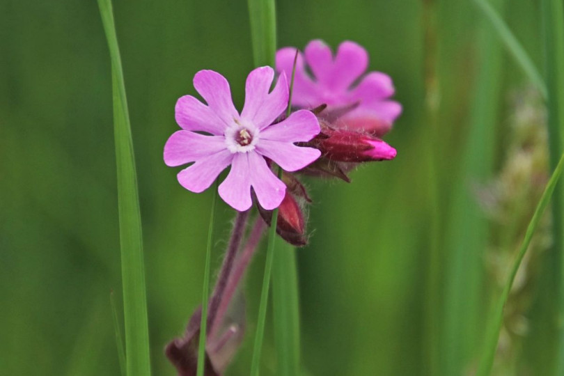 Bniec czerwony Silene dioica, fot. pasja1000 - Pixabay