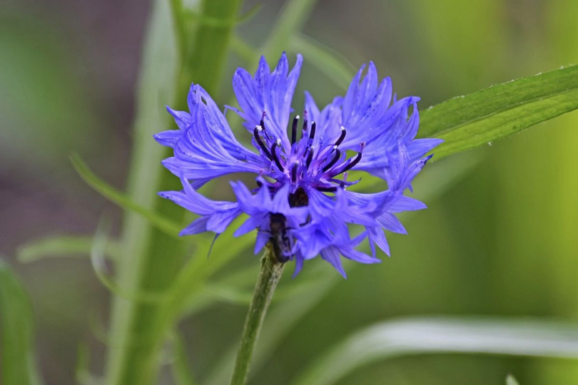 Chaber bławatek Centaurea cyanus, fot. Mariya - Pixabay