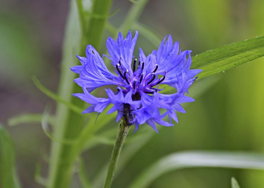 Chaber bławatek Centaurea cyanus, fot. Mariya - Pixabay Chaber bławatek Centaurea cyanus, fot. Mariya - Pixabay