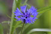 Chaber bławatek Centaurea cyanus, fot. Mariya - Pixabay