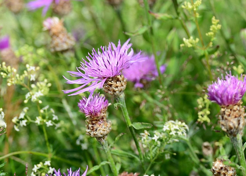Chaber łąkowy Centaurea jacea, fot. congerdesign - Pixabay Chaber łąkowy Centaurea jacea, fot. congerdesign - Pixabay