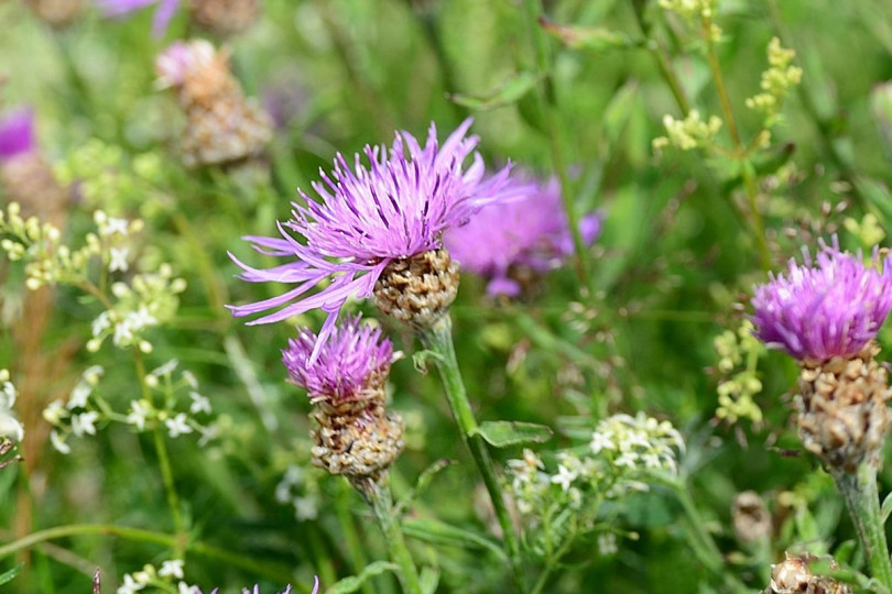 Chaber łąkowy Centaurea jacea, fot. congerdesign - Pixabay