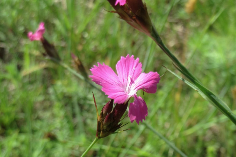 Goździk kartuzek Dianthus carthusianorum, fot. AnRo0002 (CC0) - Wikimedia Commons