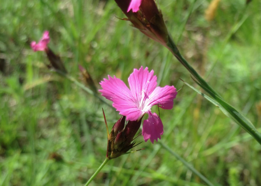Goździk kartuzek Dianthus carthusianorum, fot. AnRo0002 (CC0) - Wikimedia Commons Goździk kartuzek Dianthus carthusianorum, fot. AnRo0002 (CC0) - Wikimedia Commons