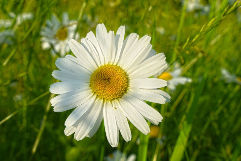 Jastrun właściwy Leucanthemum vulgare, fot. Mabel Amber - Pixabay