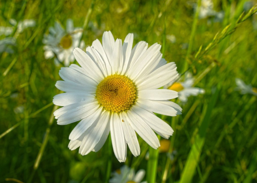 Jastrun właściwy Leucanthemum vulgare, fot. Mabel Amber - Pixabay Jastrun właściwy Leucanthemum vulgare, fot. Mabel Amber - Pixabay