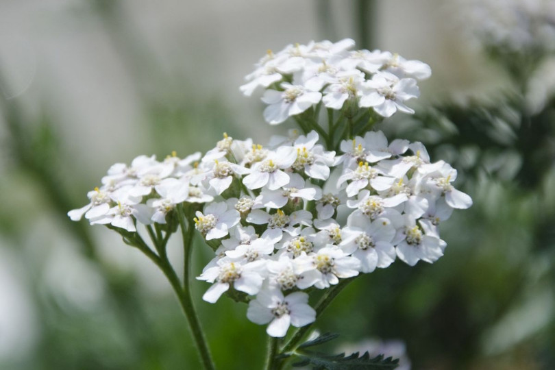 Krwawnik pospolity Achillea millefolium, fot. Tatiana6 - Pixabay