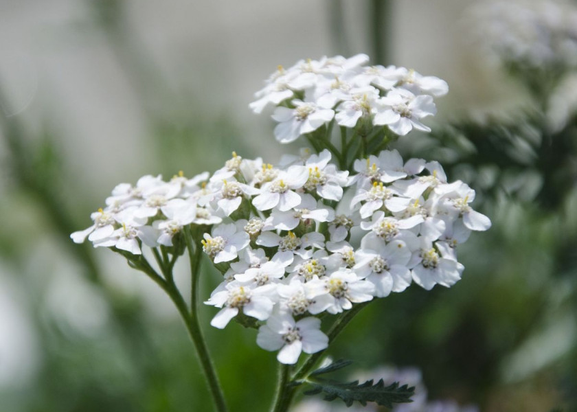 Krwawnik pospolity Achillea millefolium, fot. Tatiana6 - Pixabay Krwawnik pospolity Achillea millefolium, fot. Tatiana6 - Pixabay