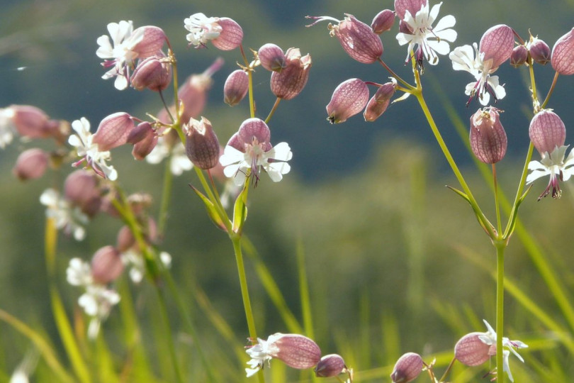 Lepnica rozdęta Silene vulgaris, fot. Hans Braxmeier - Pixabay