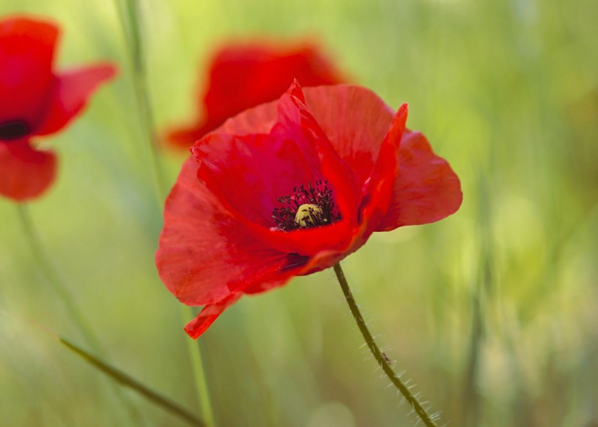 Mak polny Papaver rhoeas, fot. Peggychoucair - Pixabay Mak polny Papaver rhoeas, fot. Peggychoucair - Pixabay