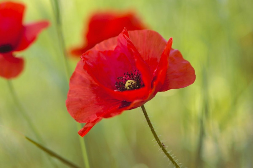 Mak polny Papaver rhoeas, fot. Peggychoucair - Pixabay