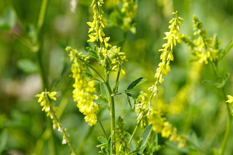 Nostrzyk żółty Melilotus officinalis, fot. jhenning - Pixabay