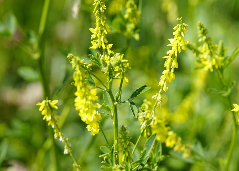 Nostrzyk żółty Melilotus officinalis, fot. jhenning - Pixabay Nostrzyk żółty Melilotus officinalis, fot. jhenning - Pixabay