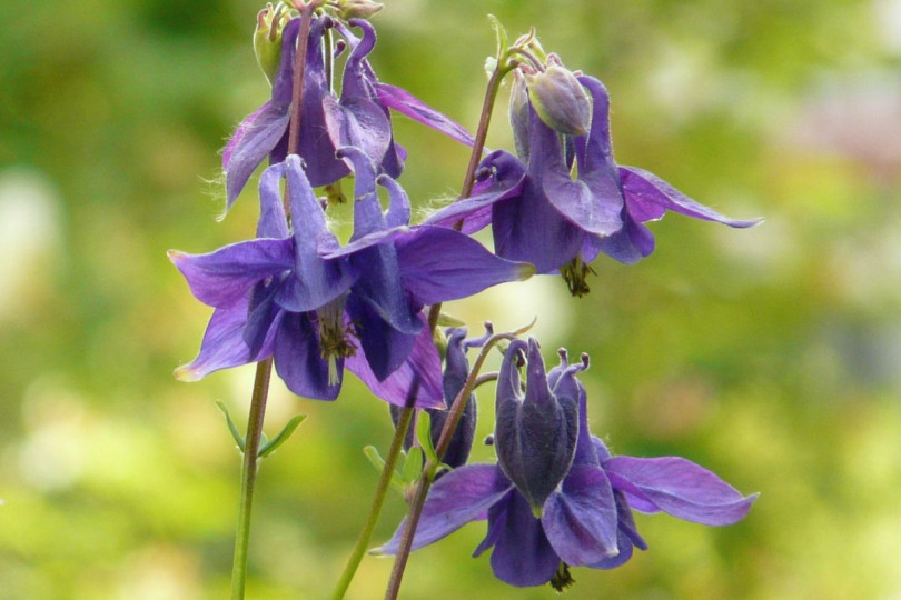 Orlik pospolity Aquilegia vulgaris, fot. Hans Braxmeier - Pixabay