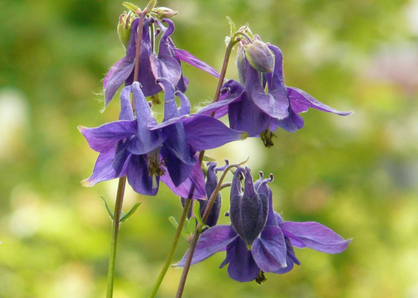 Orlik pospolity Aquilegia vulgaris, fot. Hans Braxmeier - Pixabay Orlik pospolity Aquilegia vulgaris, fot. Hans Braxmeier - Pixabay