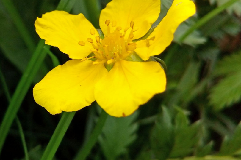 Pięciornik Potentilla, fot. ustalij_pony - Pixabay