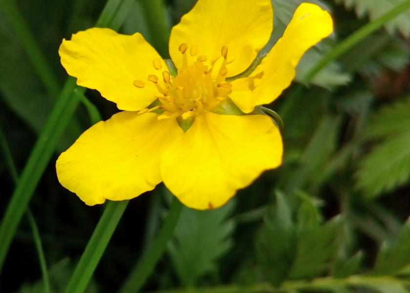 Pięciornik Potentilla, fot. ustalij_pony - Pixabay Pięciornik Potentilla, fot. ustalij_pony - Pixabay