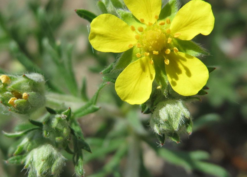 Pięciornik srebrny Potentilla argentea, fot. AnRo0002 (CC0) - Wikipedia Commons Pięciornik srebrny Potentilla argentea, fot. AnRo0002 (CC0) - Wikipedia Commons