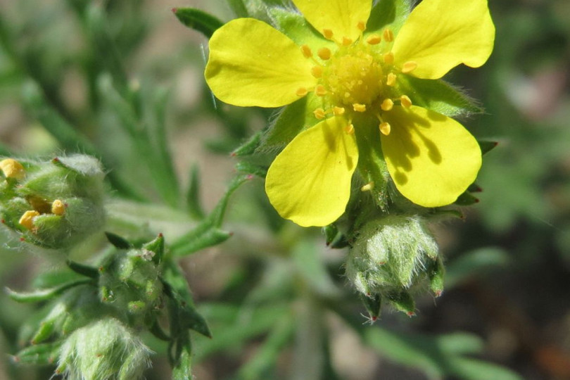 Pięciornik srebrny Potentilla argentea, fot. AnRo0002 (CC0) - Wikipedia Commons