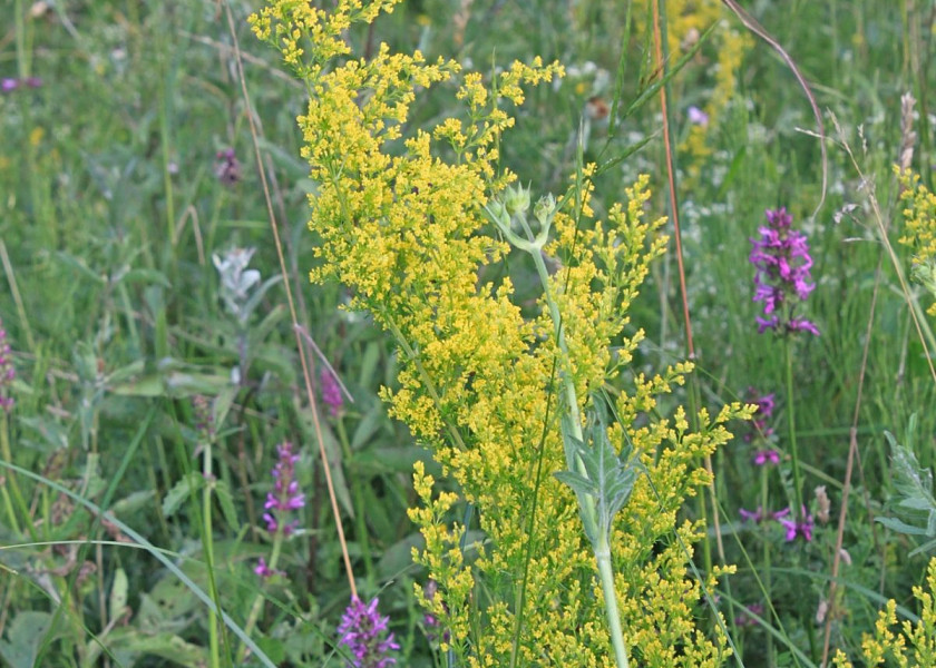 Przytulia właściwa Galium verum, fot. Emilian Robert Vicol - Pixabay Przytulia właściwa Galium verum, fot. Emilian Robert Vicol - Pixabay