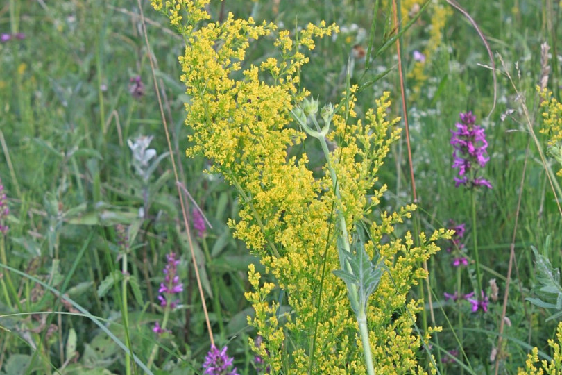 Przytulia właściwa Galium verum, fot. Emilian Robert Vicol - Pixabay