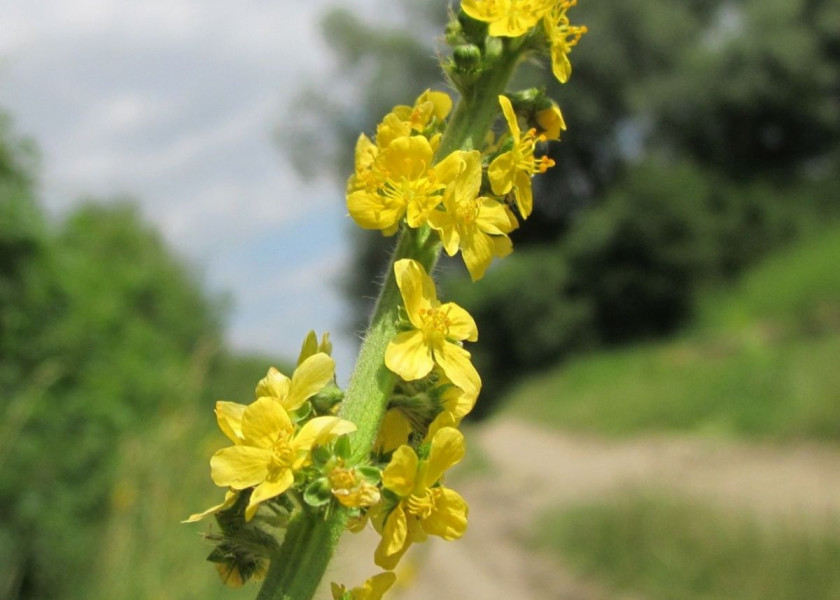 Rzepik pospolity Agrimonia eupatoria, fot. WikimediaImages - Pixabay Rzepik pospolity Agrimonia eupatoria, fot. WikimediaImages - Pixabay
