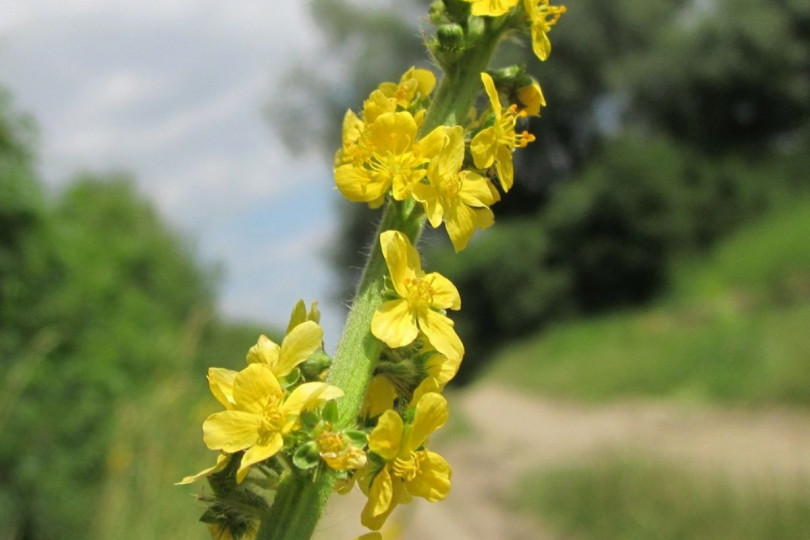 Rzepik pospolity Agrimonia eupatoria, fot. WikimediaImages - Pixabay