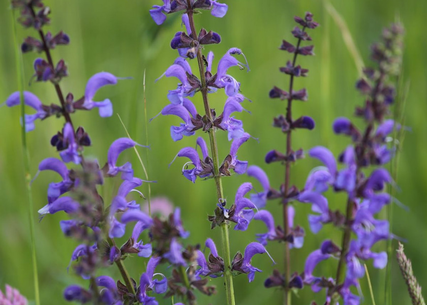 Szałwia łąkowa Salvia pratensis, fot. Goran Horvat - Pixabay Szałwia łąkowa Salvia pratensis, fot. Goran Horvat - Pixabay
