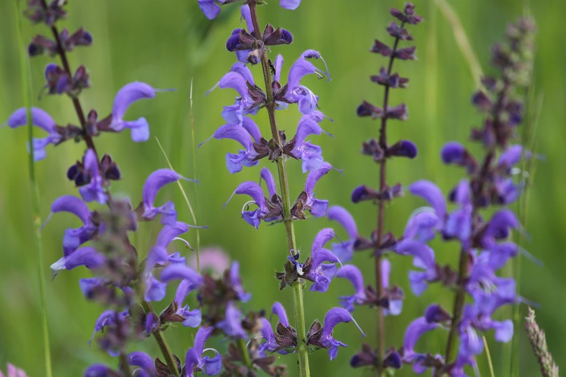 Szałwia łąkowa Salvia pratensis, fot. Goran Horvat - Pixabay