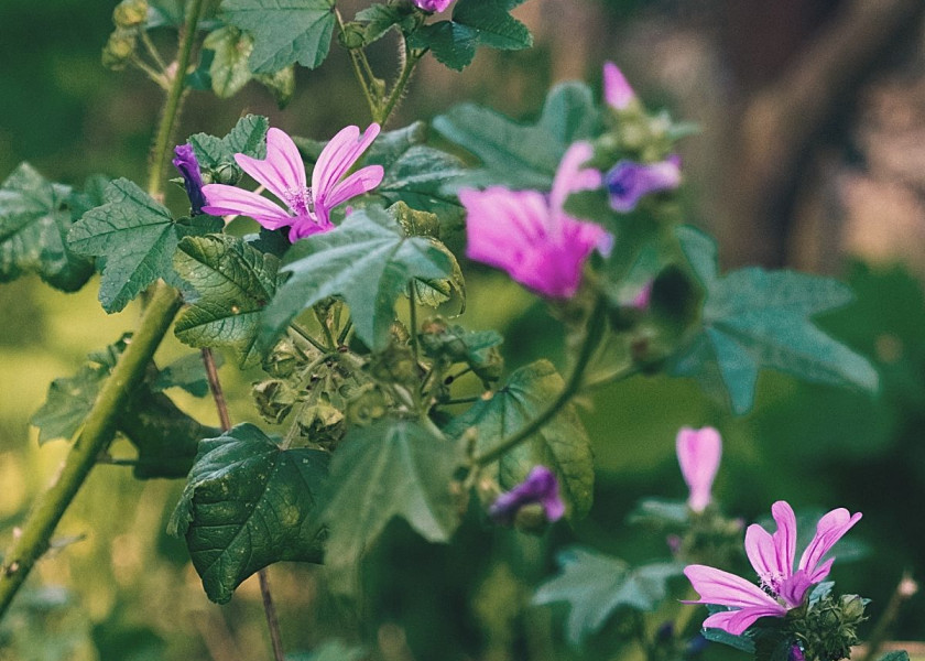 Ślaz dziki Malva sylvestris, fot. Maylee - Unsplash Ślaz dziki Malva sylvestris, fot. Maylee - Unsplash