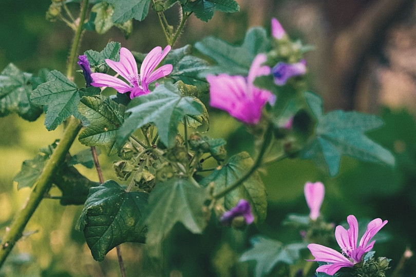 Ślaz dziki Malva sylvestris, fot. Maylee - Unsplash