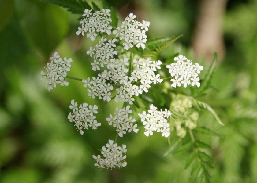 Trybula leśna Anthriscus sylvestris, fot. Wilhelmien Salari - Pixabay Trybula leśna Anthriscus sylvestris, fot. Wilhelmien Salari - Pixabay