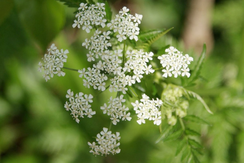 Trybula leśna Anthriscus sylvestris, fot. Wilhelmien Salari - Pixabay