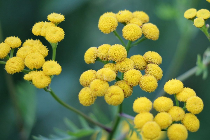 Wrotycz pospolity Tanacetum vulgare, fot. Goran Horvat - Pixabay