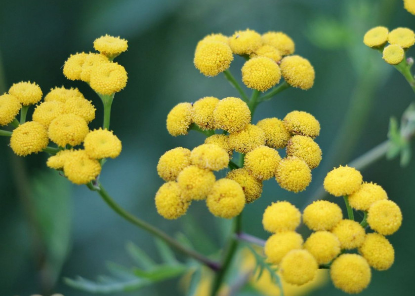 Wrotycz pospolity Tanacetum vulgare, fot. Goran Horvat - Pixabay Wrotycz pospolity Tanacetum vulgare, fot. Goran Horvat - Pixabay