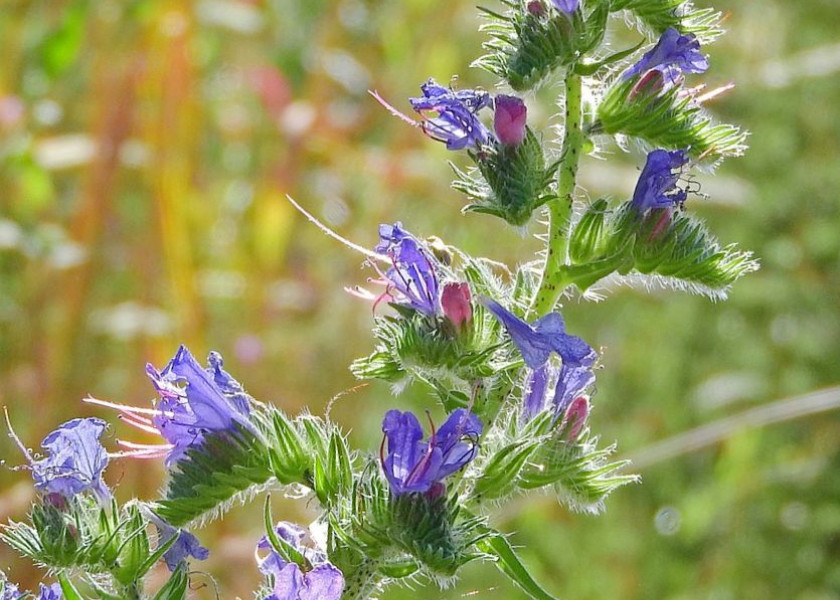 Żmijowiec zwyczajny Echium vulgare, fot. Markéta Machová - Pixabay Żmijowiec zwyczajny Echium vulgare, fot. Markéta Machová - Pixabay