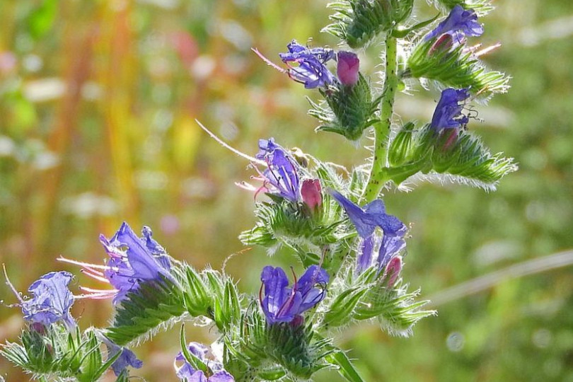 Żmijowiec zwyczajny Echium vulgare, fot. Markéta Machová - Pixabay