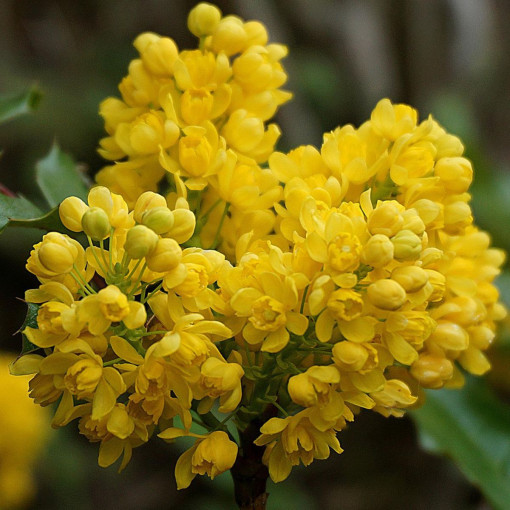 Mahonia pospolita