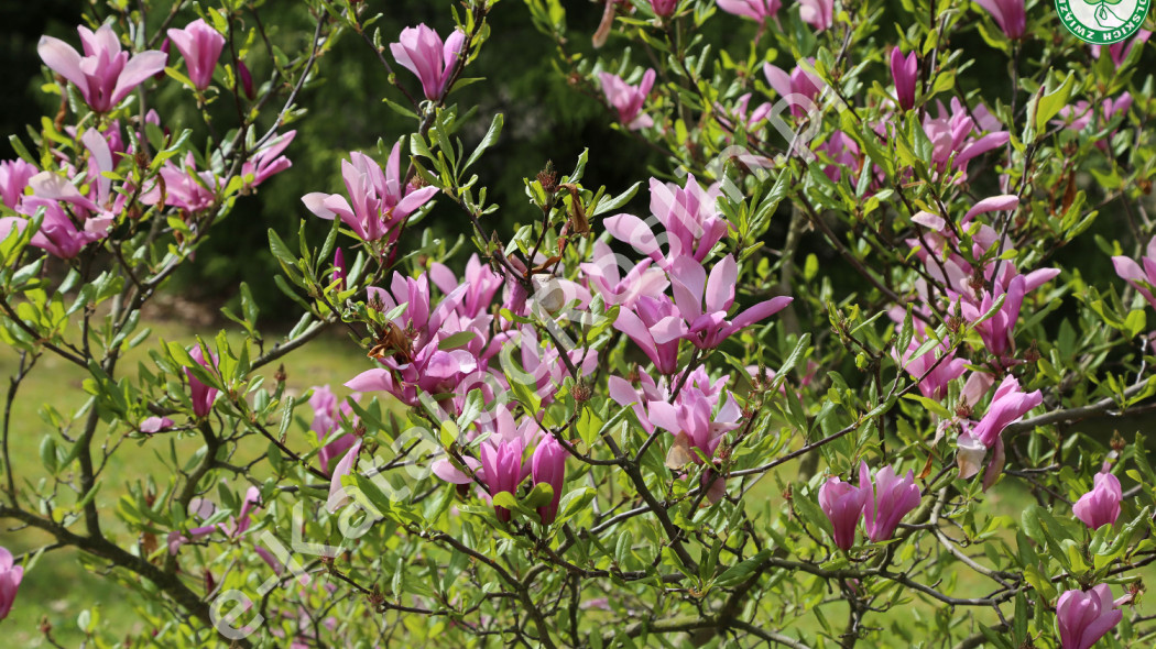 Magnolia Randy Fot. Grzegorz Falkowski ZSzP