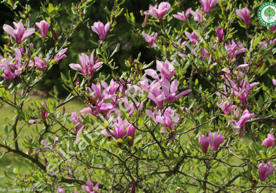 Magnolia 'Randy'