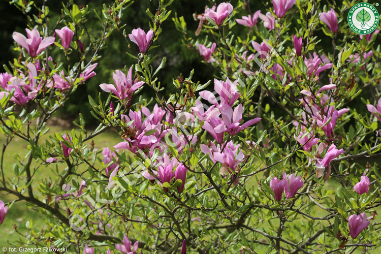Magnolia 'Randy'