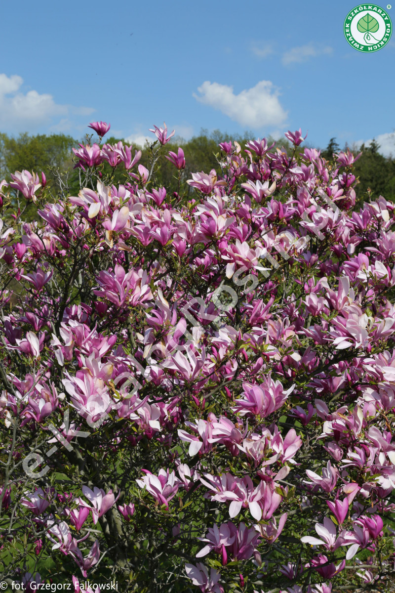 Magnolia Randy Fot. Grzegorz Falkowski