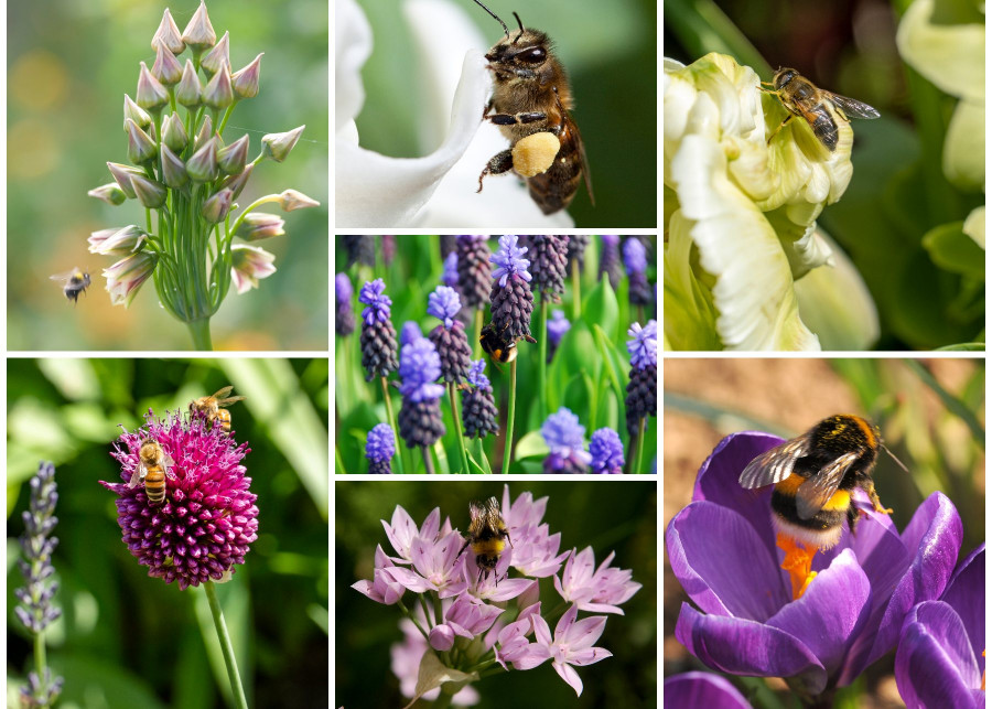Kwiaty cebulowe dla pszczol i trzmieli - fot. iBulb