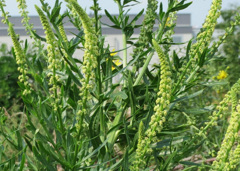 Rezeda zoltawa Reseda luteola, fot. AnRo0002 (CC0) - Wikimedia Rezeda zoltawa Reseda luteola, fot. AnRo0002 (CC0) - Wikimedia