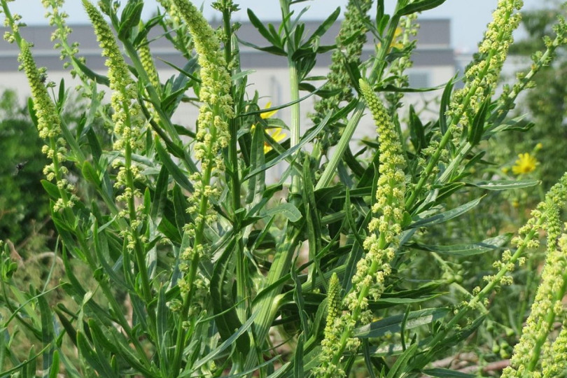 Rezeda zoltawa Reseda luteola, fot. AnRo0002 (CC0) - Wikimedia