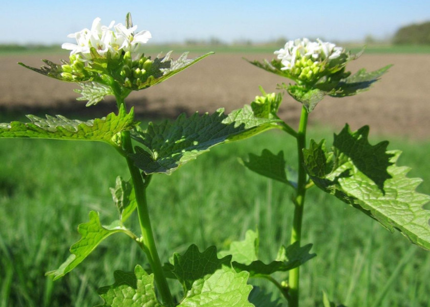 Czosnaczek pospolity Alliaria petiolata, fot. WikimediaImages - Pixabay Czosnaczek pospolity Alliaria petiolata, fot. WikimediaImages - Pixabay