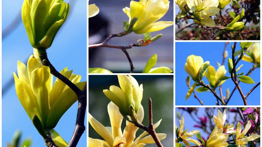 Magnolia o zoltych kwiatach - fot. Depositphotos