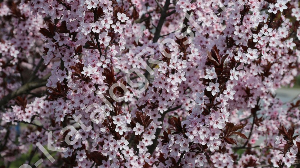 śliwa wiśniowa Prunus cerasifera Pissardii Fot. G.Falkowski ZSzP