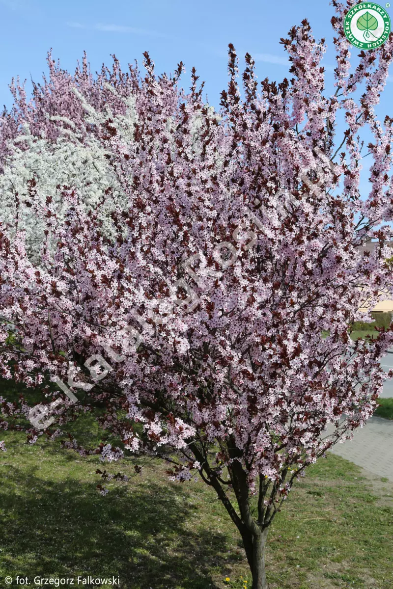 śliwa wiśniowa Prunus cerasifera Pissardii Fot. G.Falkowski