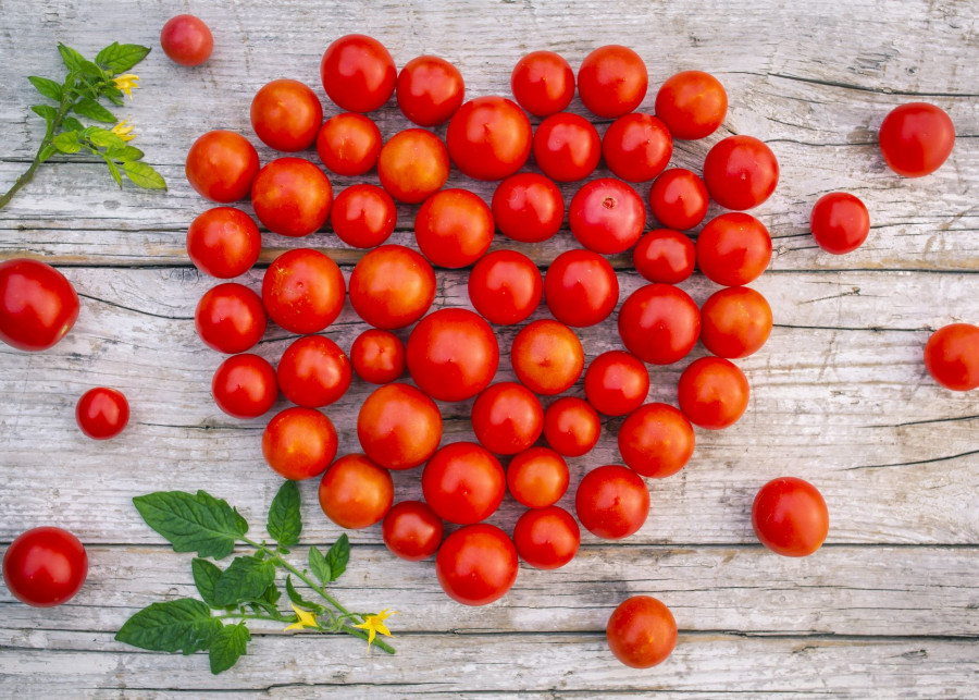Organiczna uprawa pomidorów fot. iMarzi - Depositphotos